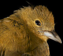 Flame-crested Tanager