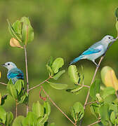 Blue-grey Tanager