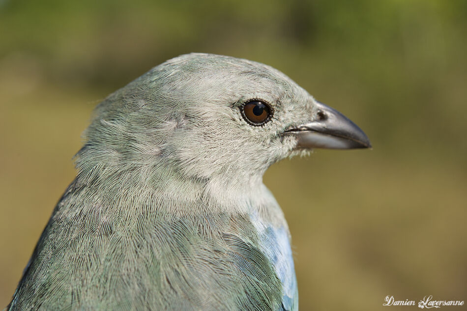 Blue-grey Tanager