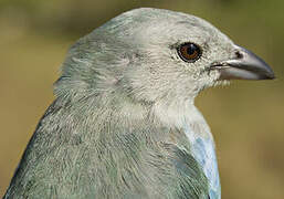 Blue-grey Tanager