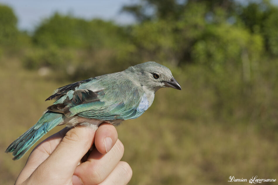 Blue-grey Tanager