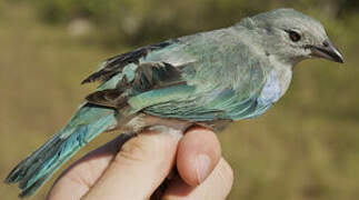 Blue-grey Tanager