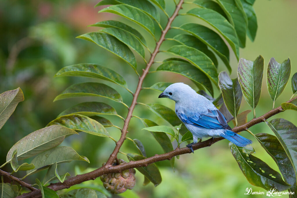 Blue-grey Tanager