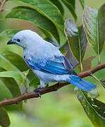 Blue-grey Tanager