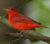 Summer Tanager