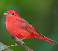 Summer Tanager