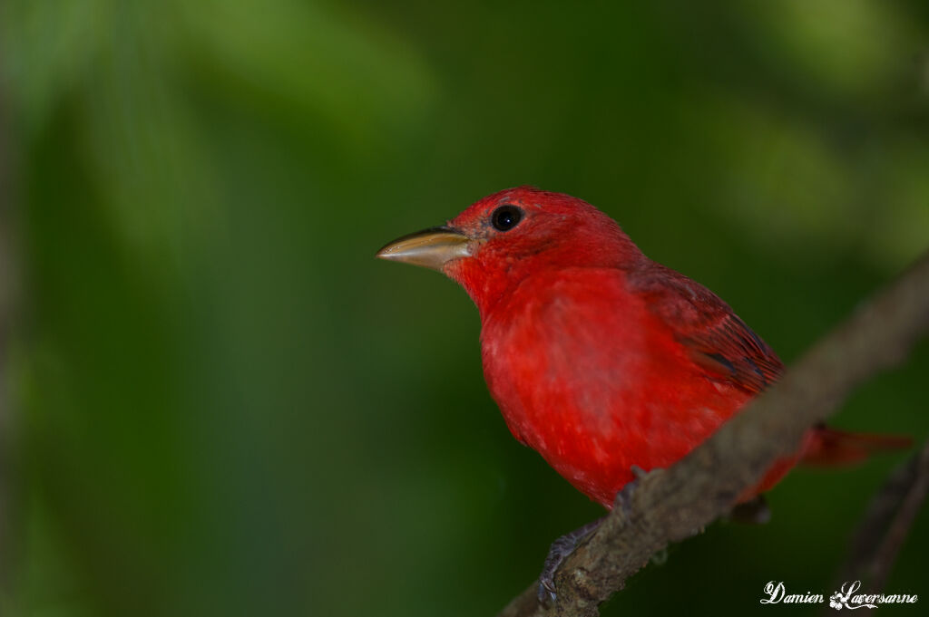 Summer Tanager