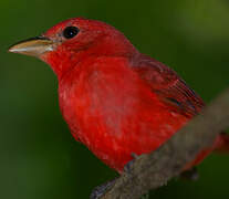 Summer Tanager