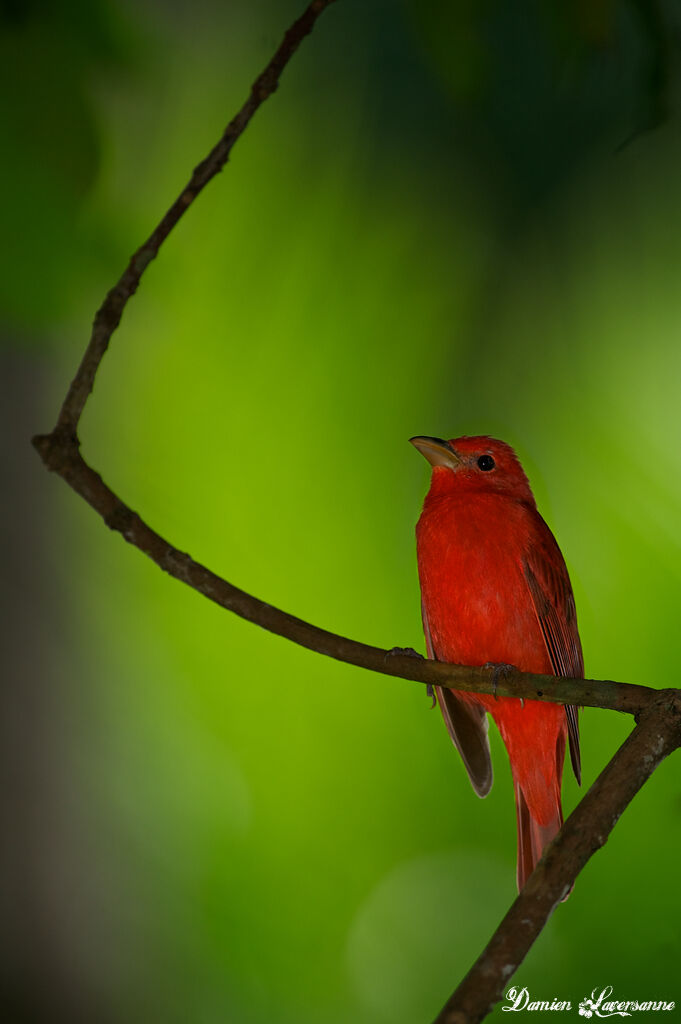 Summer Tanager