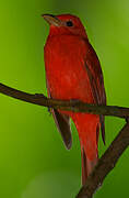 Summer Tanager