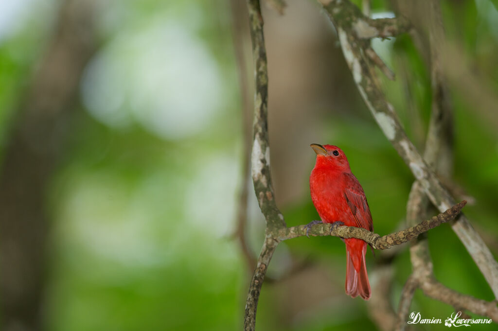 Summer Tanager