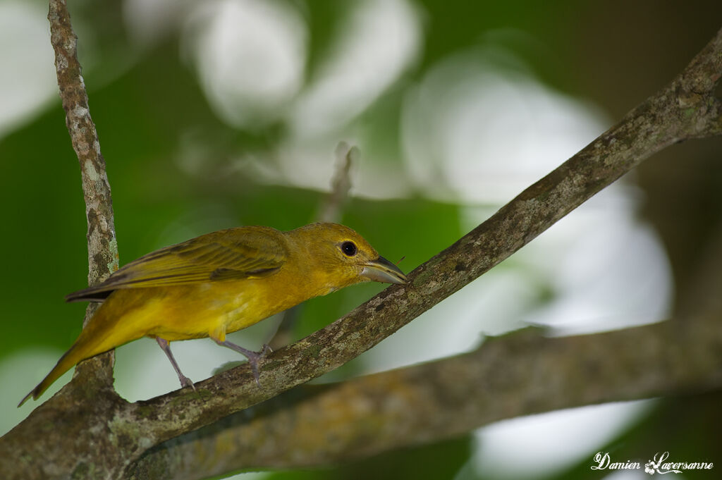 Summer Tanager female