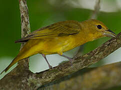 Summer Tanager