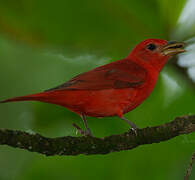 Summer Tanager