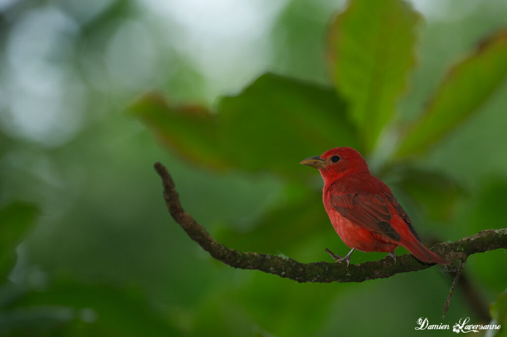 Summer Tanager