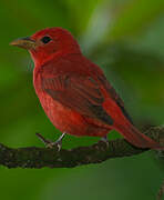 Summer Tanager