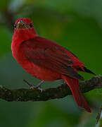 Summer Tanager