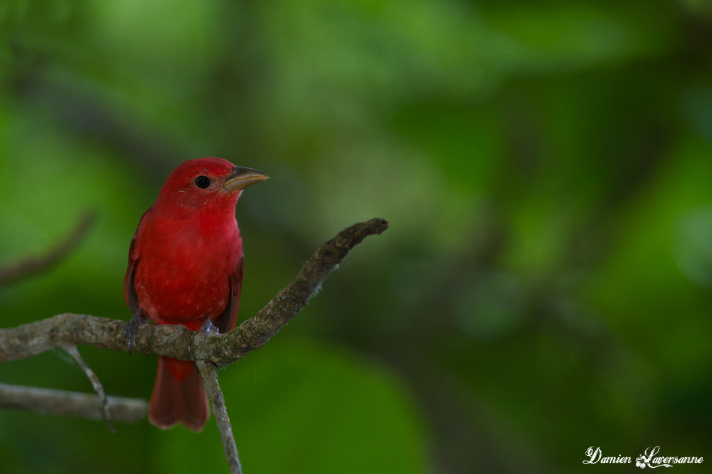 Summer Tanager