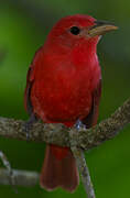 Summer Tanager