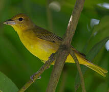 Summer Tanager