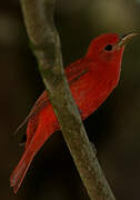 Summer Tanager