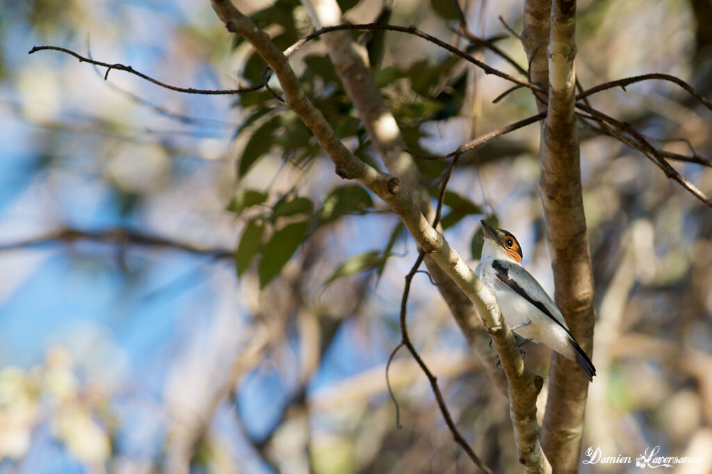 Black-crowned Tityra female