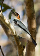 Black-crowned Tityra