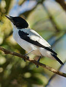 Black-crowned Tityra