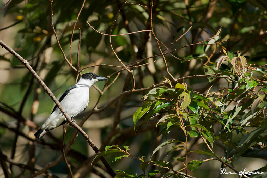 Black-crowned Tityra male