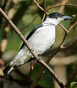 Black-crowned Tityra