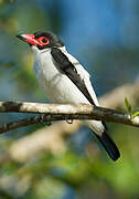 Black-tailed Tityra