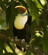 White-throated Toucan