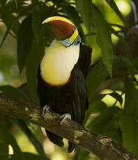 Toucan à bec rouge