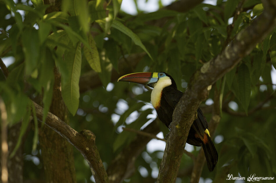 White-throated Toucan