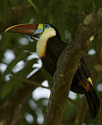 White-throated Toucan