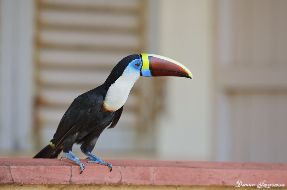 Toucan à bec rouge