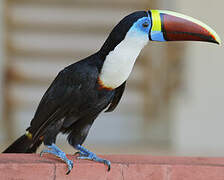 White-throated Toucan