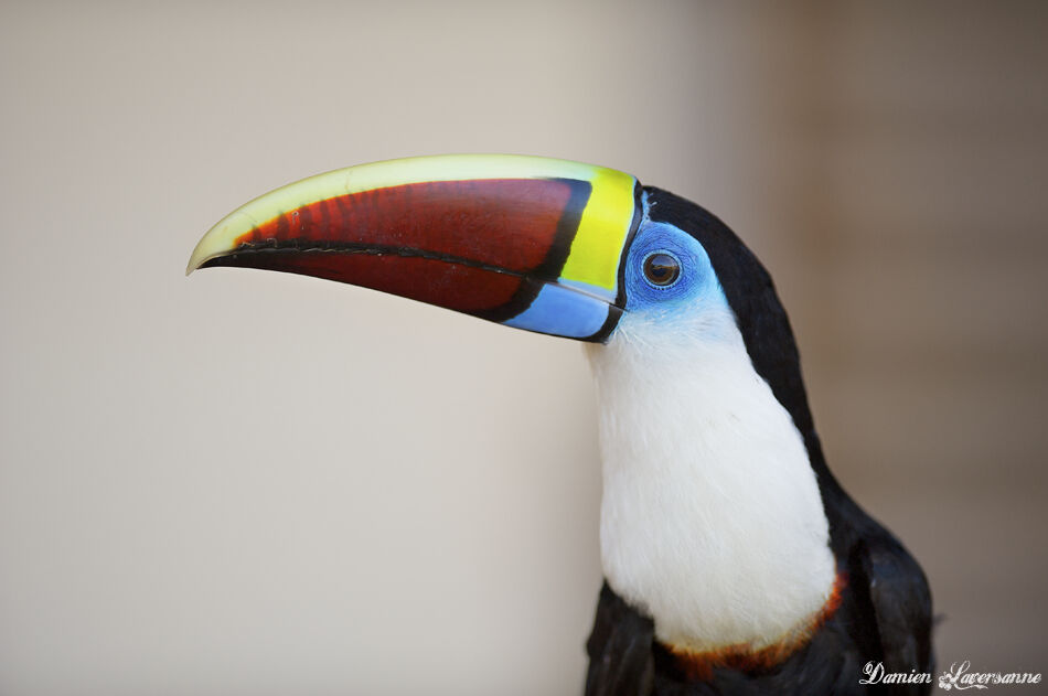 Toucan à bec rouge