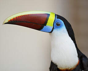 Toucan à bec rouge