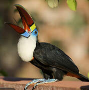 White-throated Toucan