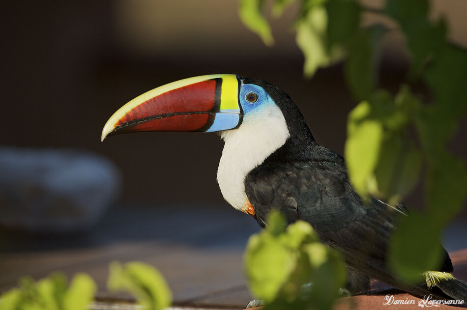 Toucan à bec rouge