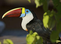 White-throated Toucan