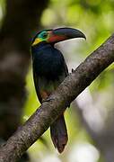 Guianan Toucanet