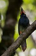 Guianan Toucanet