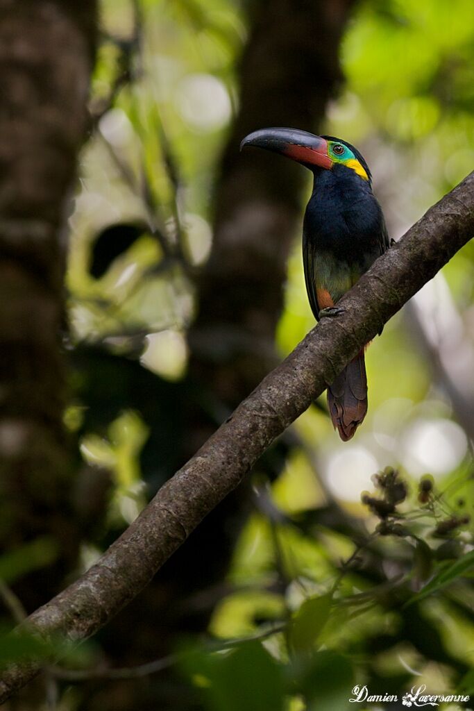 Guianan Toucanet