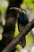 Guianan Toucanet