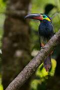 Guianan Toucanet