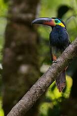 Toucanet koulik