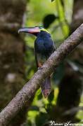 Guianan Toucanet