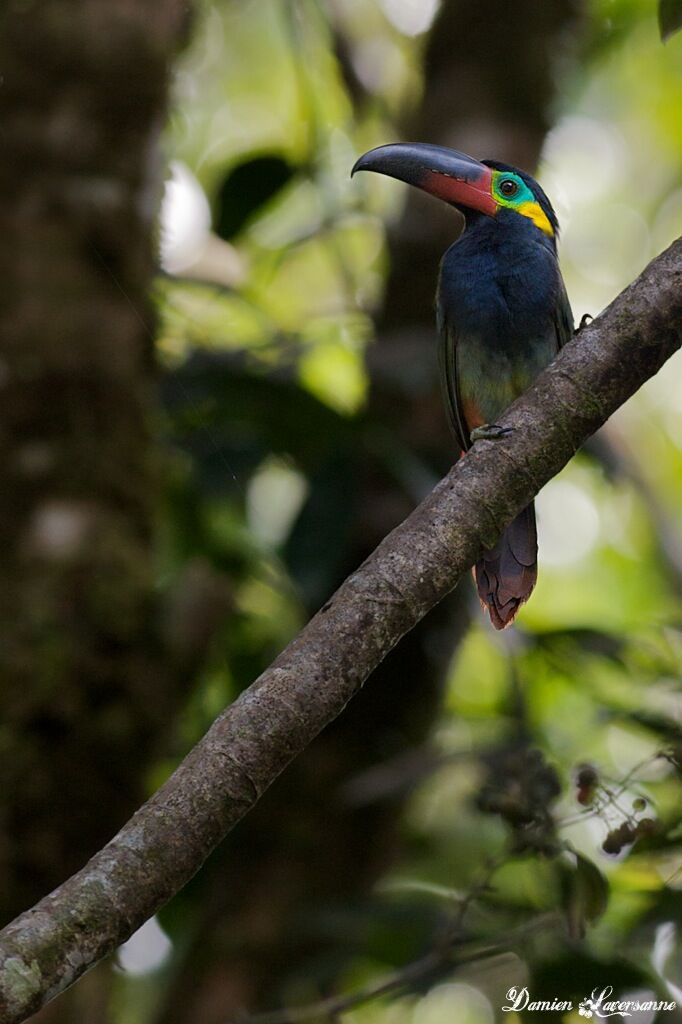 Guianan Toucanet